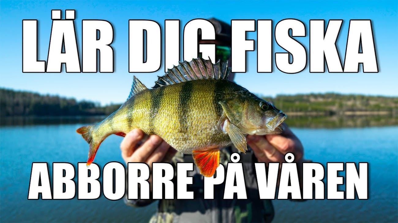 Så fiskar du abborre! 3 tips som hjälper dig att lyckas! Tidig vår