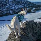 Kurgo Baxter Dog Backpack