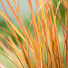 @plant Planta Fasanfjädergräs Sirocco Anemanthele lessoniana 'Sirocco', 2L, 4-pack GTG30256-4
