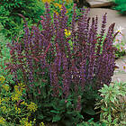 @plant Stäppsalvia Ostfriesland Salvia nemorosa 'Ostfriesland', 2L, 4-pack GTG30233-4
