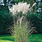 @plant Prydnadsgräs Glansmiskantus Japanskt Gräs Silberfeder Miscanthus sinensis 'Silberfeder', 2L, 4-pack GTG30249-4