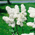 @plant Planta Vit Syrén 20-40 cm, Krukodlade 10st Syringa vulgaris f. alba, co, 100-p 101166-100