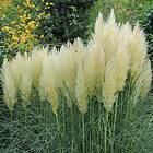 @plant Planta Pampasgräs Cortaderia selloana 'Pumila', 2L, 4-pack GTG30264-4
