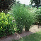 @plant Prydnadsgräs Glansmiskantus Japanskt Gräs Gracillimus Miscanthus sinensis 'Gracillimus', 2L, 2-pack GTG30244-2