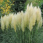 @plant Planta Pampasgräs Cortaderia selloana 'Pumila', 2L, 2-pack GTG30264-2