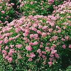 @plant Planta Dvärgpraktspirea 10-20cm, Krukodlade 10st Spiraea japonica 'Little Princess', co, 20-p 101161-20
