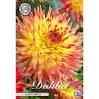 Sam van Schooten Dekorativdahlia, Summer Breeze 1 st