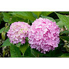 Piardino Buske Hortensia Rosa Krukodlad 5-Pack