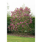 Piardino Buske Rosenmagnolia Rosaröd 30-50Cm Krukodlad