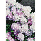 Piardino Rhododendron Silberwolke Vitrosa 25-30Cm Krukodlad 5-Pack