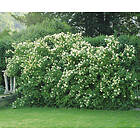 Omnia Garden Smultronschersmin 'Mont Blanc' 100-p