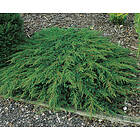 Omnia Garden Matt-en 'Green Carpet', 30-35 cm 3-pack