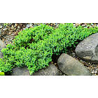 Omnia Garden Japansk kryp-en 'Nana', 10-pack