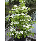 Omnia Garden Japansk olvon 'Kilimandjaro', 5-pack