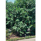 Omnia Garden Svarta mullbär, 30-50 cm 1-pack
