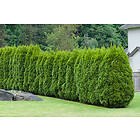 Omnia Garden Häcktuja 'Brabant' 80-100 cm 10-pack