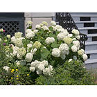 Omnia Garden Vidjehortensia 'Annabelle' CO, Vit 3-pack