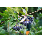 Omnia Garden Svartaronia 'Hugin' CO 100-p