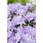 Omnia Garden Tuvalpros 'Ramapo' 5-pack