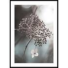 Gallerix Poster One Blossom 70x100 5342-70x100