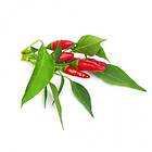 Click and Grow Piri piri