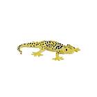 Mojo Leopardgecko