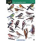 Park and garden birds (Engelska)