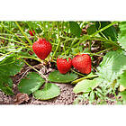 Omnia Garden Bärbuske Jordgubbe Sonata Krukodlad 15-Pack