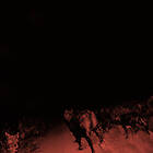 Bambara Shadow On Everything CD
