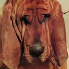 Ty Segall Goodbye Bread CD