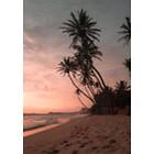 Venture Home Summer Rosa Poster 21x30