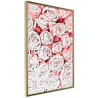 Artgeist Poster Affisch White Roses [Poster] 30x45 A3-DRBPRP0885m_zr