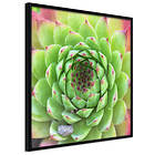 Artgeist Poster Affisch Succulent (Square) [Poster] 20x20 A3-DRBPRP0006_cr