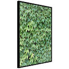 Artgeist Poster Affisch Thick Ivy [Poster] 40x60 A3-DRBPRP1075l_cr