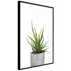 Artgeist Poster Affisch Haworthia [Poster] 30x45 A3-DRBPRP0577m_cr