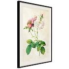 Artgeist Poster Affisch Floristic Chic [Poster] 30x45 A3-DRBPRP1166m_cr_pp