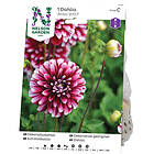 Nelson Garden Dekorativdahlia Ariko Dahlia Hög dek. 9707 rödlila vit 72310