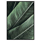 Gallerix Poster Banana Leaves No1 2652-30x40