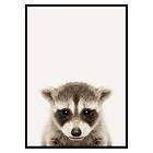 Gallerix Poster Baby Raccoon 3176-30x40