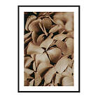 Gallerix Poster Dried Hydrangea 3710-50x70