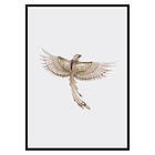 Gallerix Poster Watercolor Jay Bird 3490-70x100