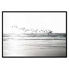 Gallerix Poster Birds Over Beach 3368-21x30G