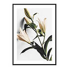 Gallerix Poster Lilies 4050-30x40