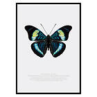 Gallerix Poster Butterfly Display 2680-21x30