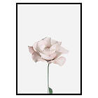 Gallerix Poster Pink Rose No2 2662-70x100