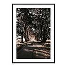 Gallerix Poster Road Amidst Trees 3800-21x30
