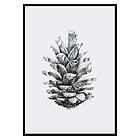 Gallerix Poster Sketched Spruce Cone 3508-50x70