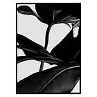 Gallerix Poster Ficus Black 2670-50x70
