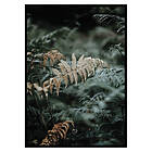 Gallerix Poster Fern No2 2863-70x100