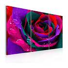 Arkiio Tavla Rainbow Färgade Rose Rainbow-färgade rose 60x40 A3-N2368